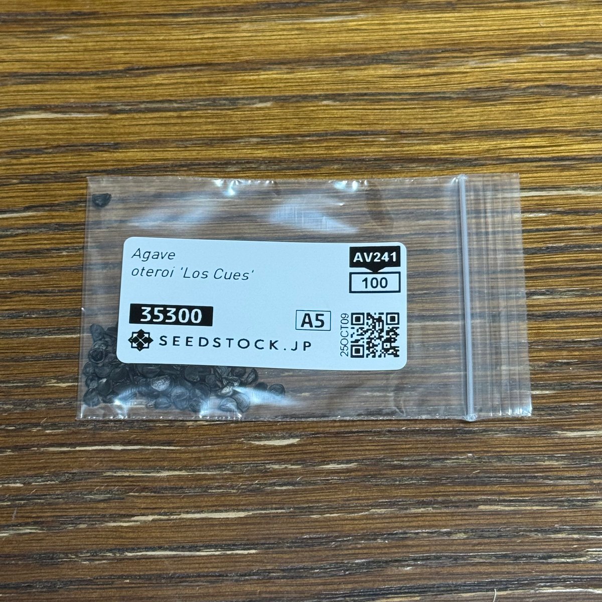 オテロイ　選抜実生　子株　超ウネリ鋸歯ワシャワシャ アガベ オテロイ 実生株 Agave oteroi seeding 040 | Sunny