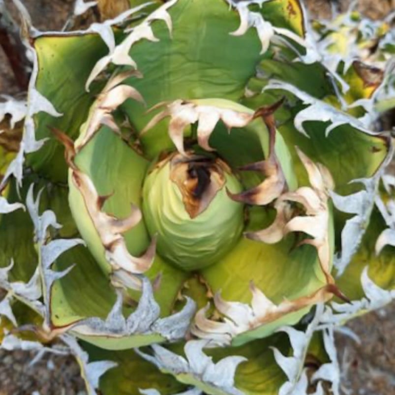 アガベ　オテロイ　コンパクト　compact ジェレミー産　子株 アガベ オテロイ コンパクト compact ジェレミー産 子株