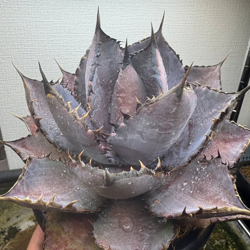 Agave Hybrid 