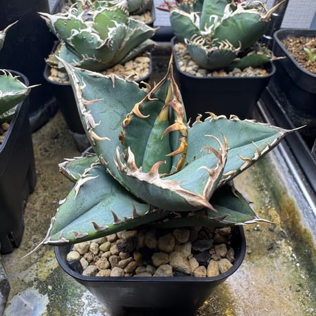 ソシエダ　オテロイ実生 アガベ オテロイ 実生株 Agave oteroi seeding 018 | Sunny