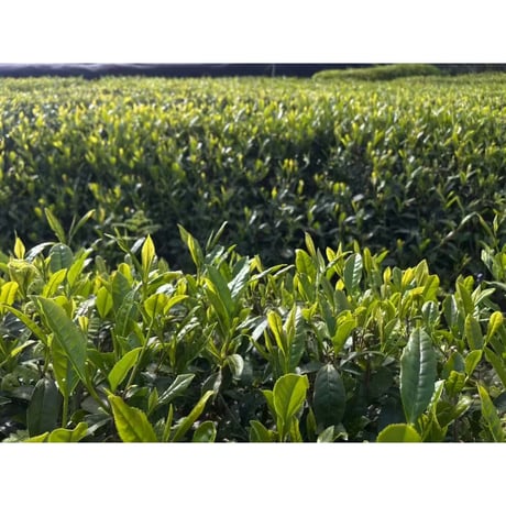 和束晒紅（紅茶）「やぶきた」　５０ｇ　袋入り