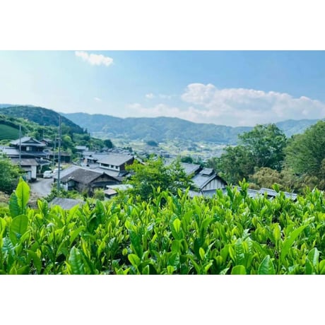 和束晒紅（紅茶）「おくみどり」　３０ｇ　袋入り