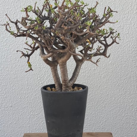 caudex.research