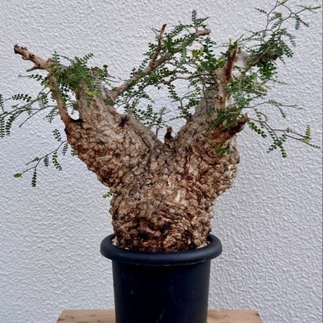 caudex.research