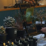 Agave shop SOLUS