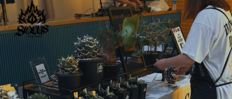 Agave shop  SOLUS