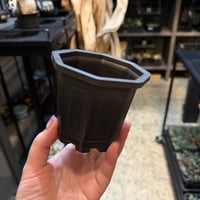 台湾鉢3寸×10個