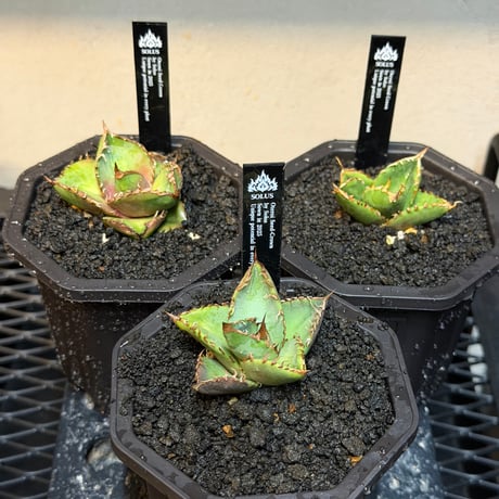 夢幻実生ランダム✨🌱