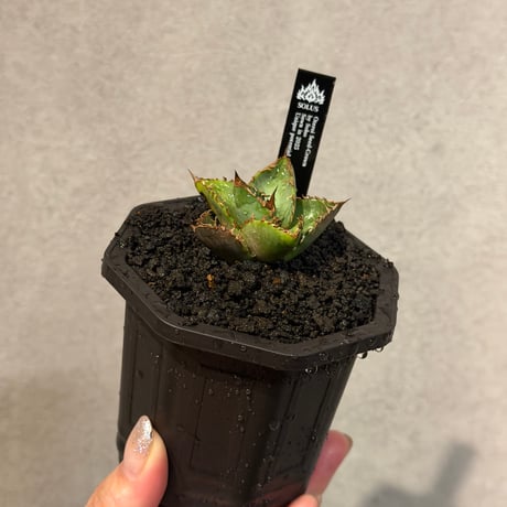 夢幻実生ランダム✨🌱