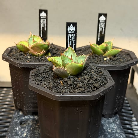 夢幻実生ランダム✨🌱
