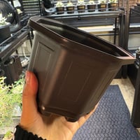 台湾鉢５寸×10個セット