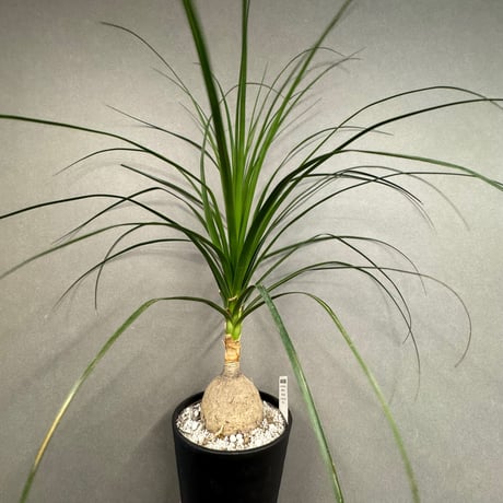 コア様リクエスト トックリラン50個 コア トックリラン50個おまとめ価格 コア トックリラン50個おまとめ