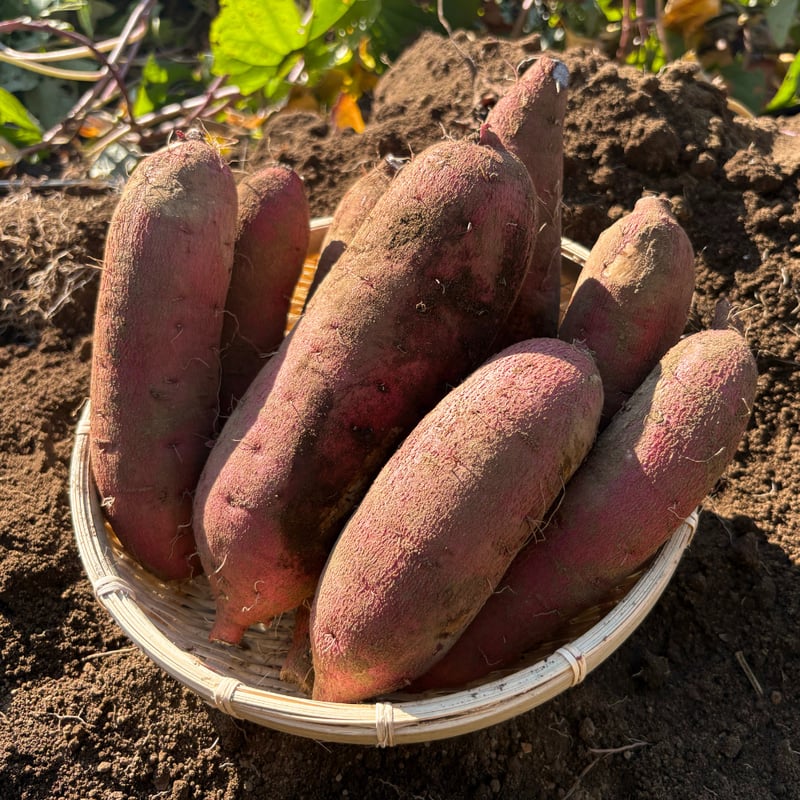 狭山産 さつまいも(栗かぐや) 1.8kg | With e オンラインストア