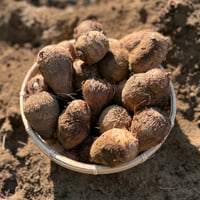 再販】狭山産 さといも(土垂) 1.8kg | With e オンラインストア