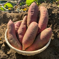 狭山産 さつまいも(べにはるか) 1.8kg