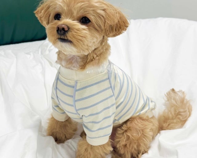 DOGS ワンポイントトレーナー DOGS Point Sweat | DOGS LIFES