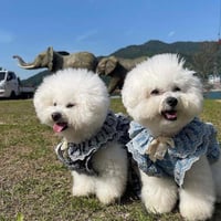 デニムフリル付け襟