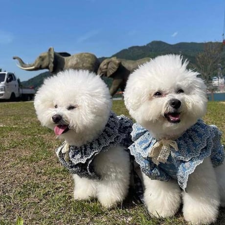 デニムフリル付け襟