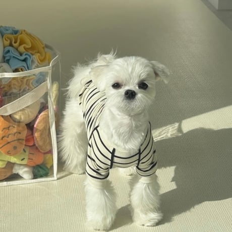 DOGS ワンポイントトレーナー　	DOGS Point Sweat