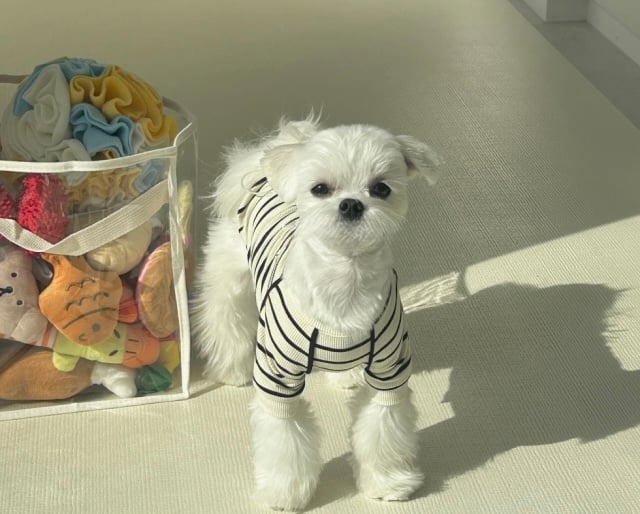 DOGS ワンポイントトレーナー DOGS Point Sweat | DOGS LIFES