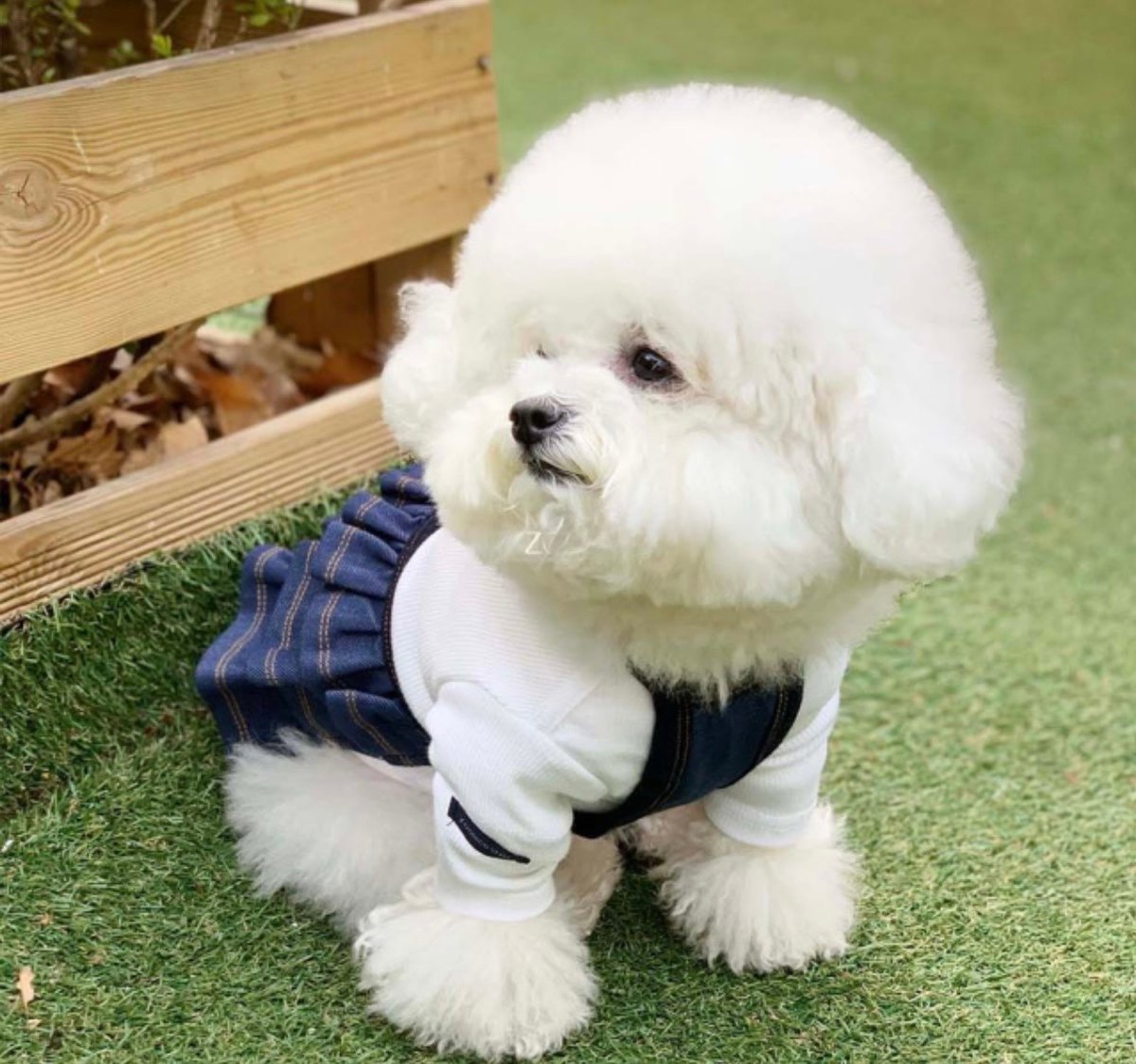 DOGSフリルサスペンダースカート DOGS Frill Suspender Skirt |