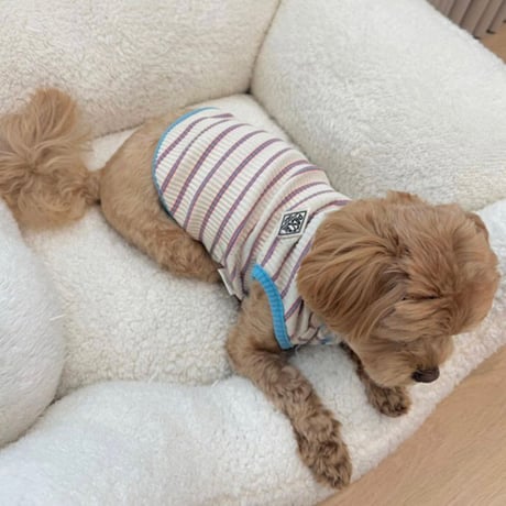 DOGSボーダーリブ