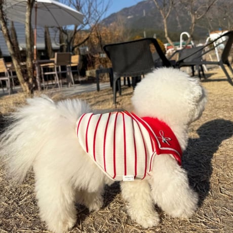 DOGSセーラーボーダー　DOGS Sailor Border