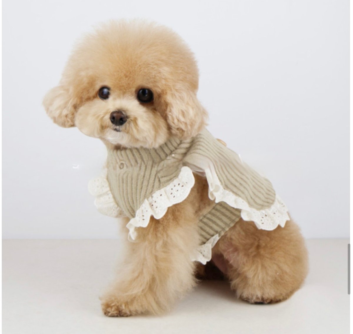 DOGS ナチュラルレースフリルニット DOGS Natural Lace Knit | DO