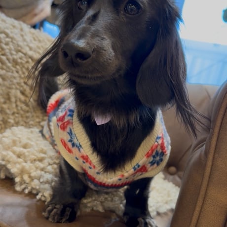 DOGSノルディック柄ニット　DOGS Nordic Fair Isle Knit