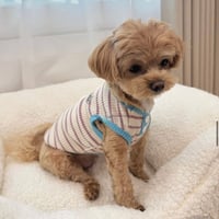 DOGSボーダーリブ