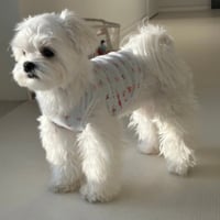 DOGSベア＆リボン パステル　DOGS Bear & Ribbon Pastel