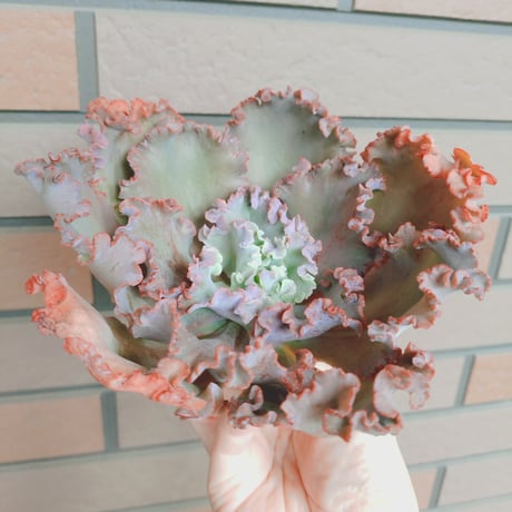 カット苗✨ピンクオパリナ錦❤️ 多肉植物 特別価格 オパリナ錦ホワイトピンク覆輪斑 抜き苗