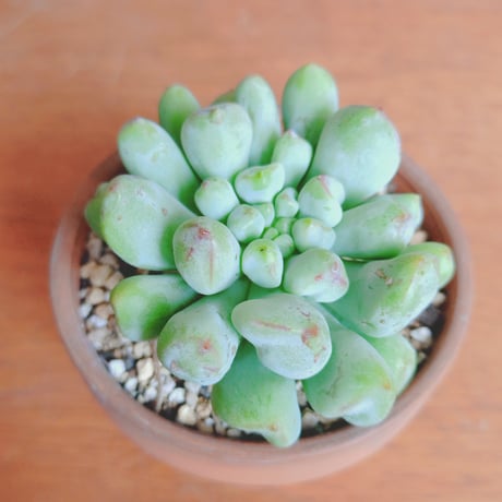 キメラ錦  カット苗 楽天市場】姫秋麗錦の通販