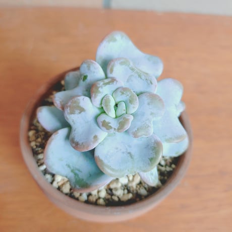 キメラ錦  カット苗 カット苗 | STORES