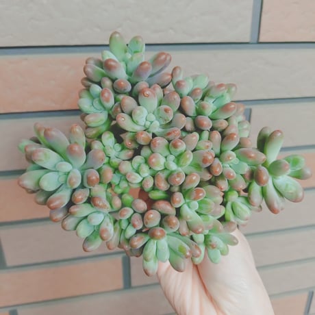 カット苗 | STORES