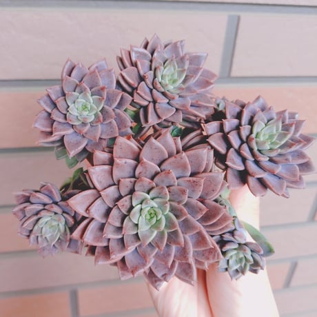 キメラ錦  カット苗 カット苗 | STORES