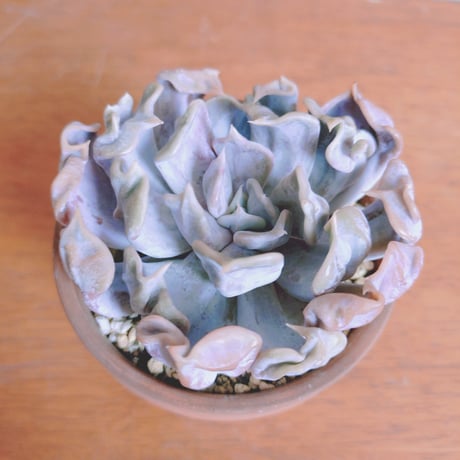 カット苗✨プリティインピンク錦♥️ 斑入り | PUKUBOOK SUCCULENTS