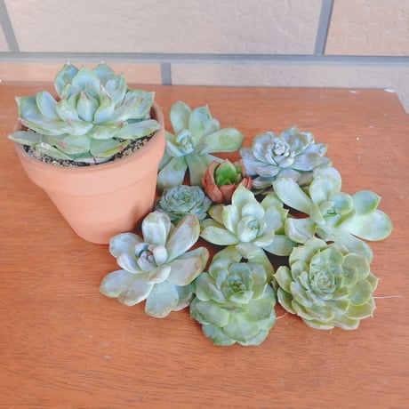 カット苗 | STORES