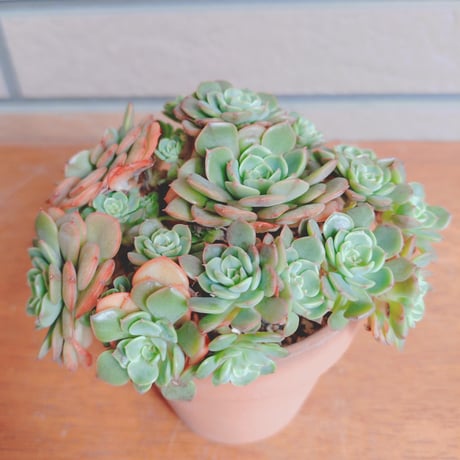 カット苗 | STORES