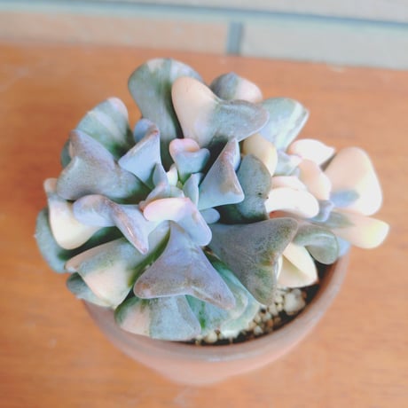 カット苗 | STORES