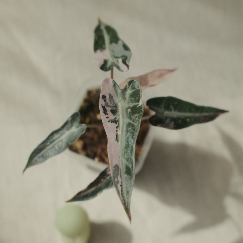 Alocasia 'Bambino Pink'（アロカシア・バンビーノ ピンク） | Nyoq