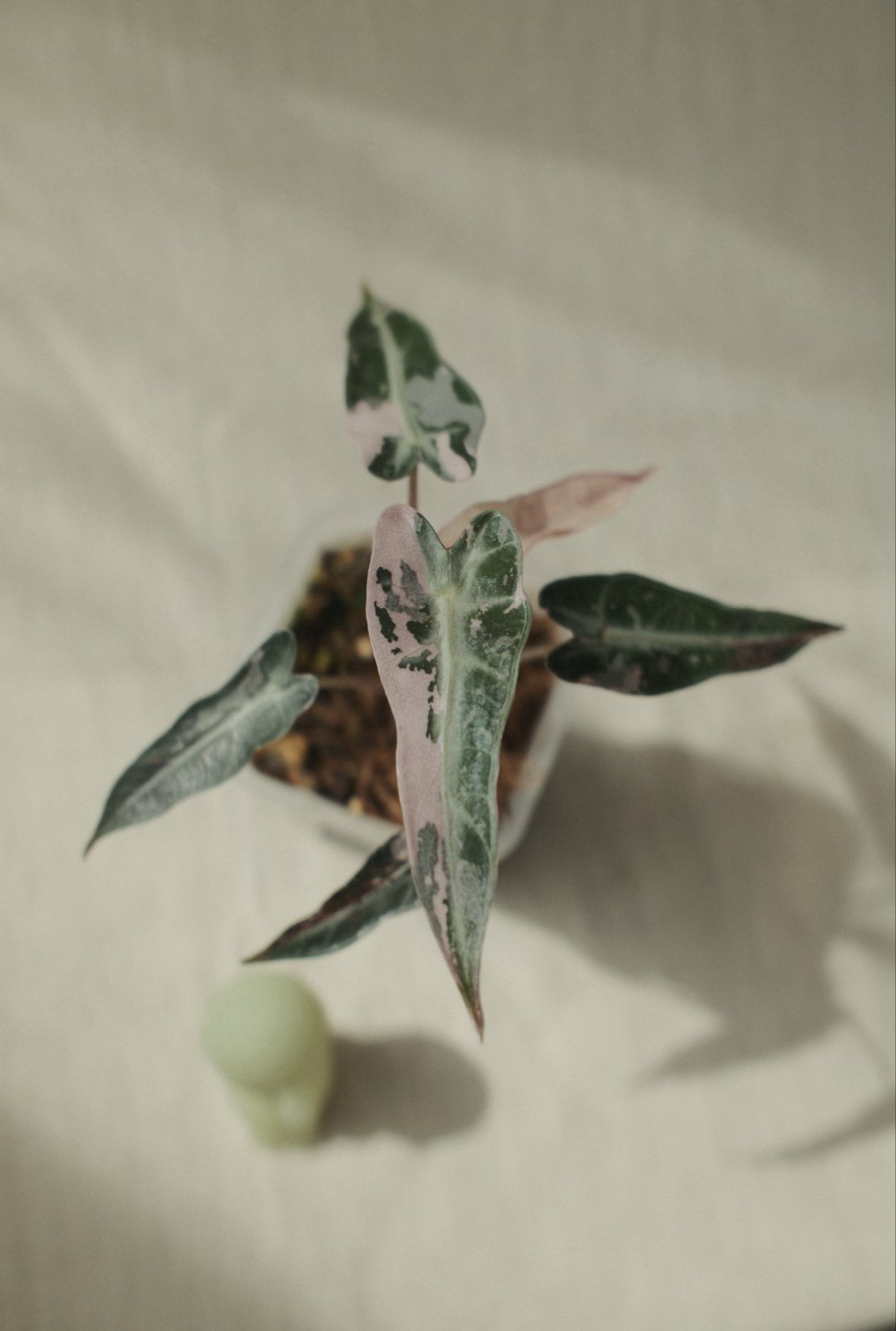 Alocasia 'Bambino Pink'（アロカシア・バンビーノ ピンク） | Nyoq