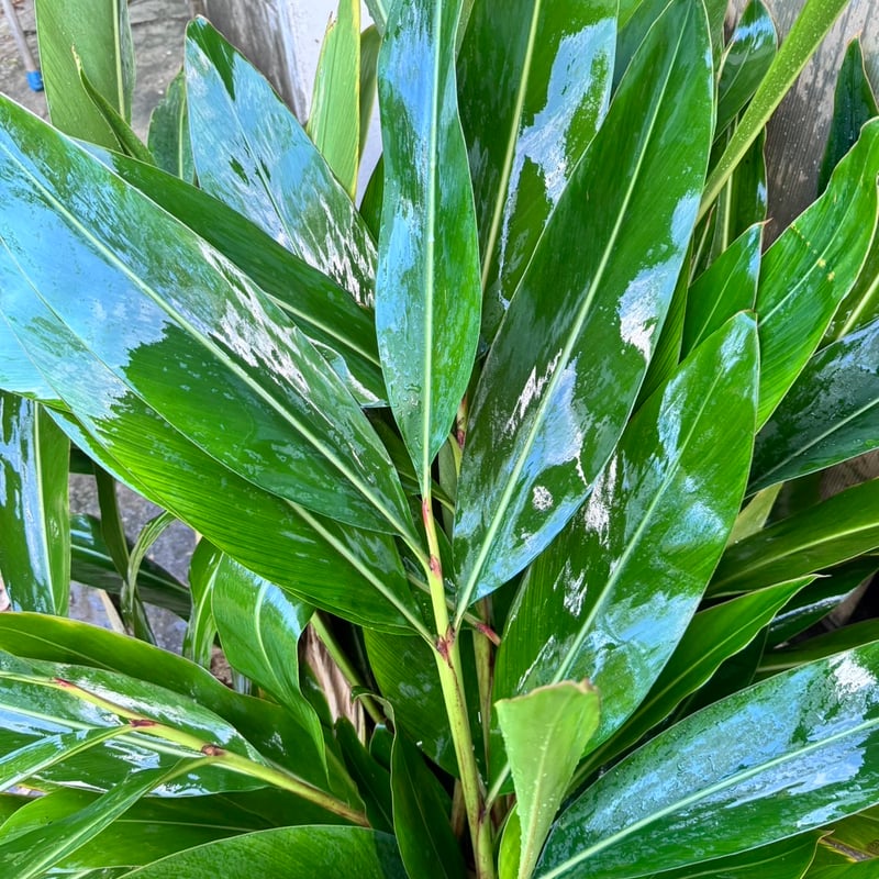 オーガニック月桃茶 15g入り | 魂遊樂
