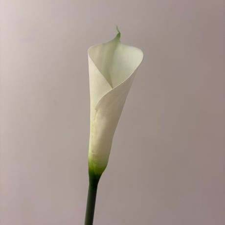 カラーリリー | STORES