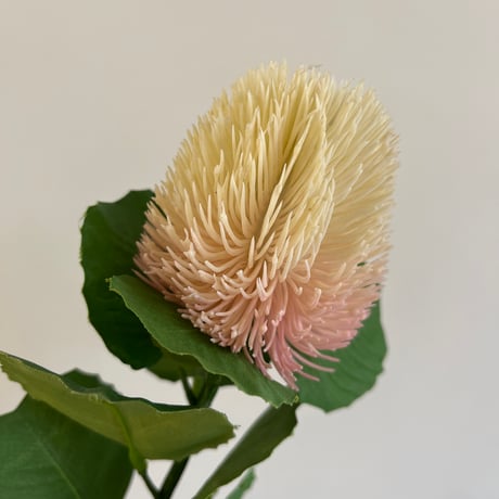 バンクシア | STORES