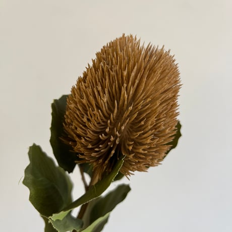 引き取り限定 プロテア ピクシー 30cmルーツポーチ（バンクシア