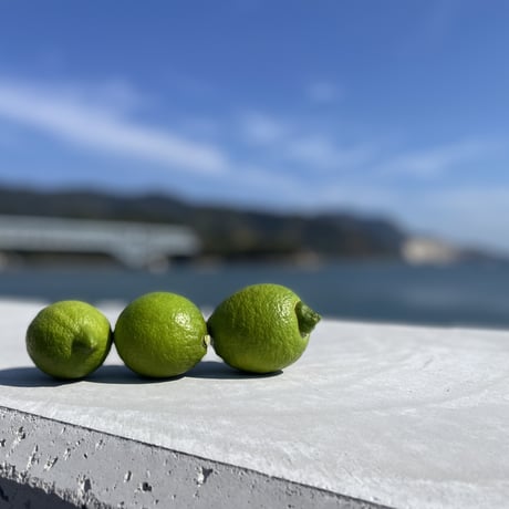 今しか採れない広島大長グリーンレモン【3キロ箱】