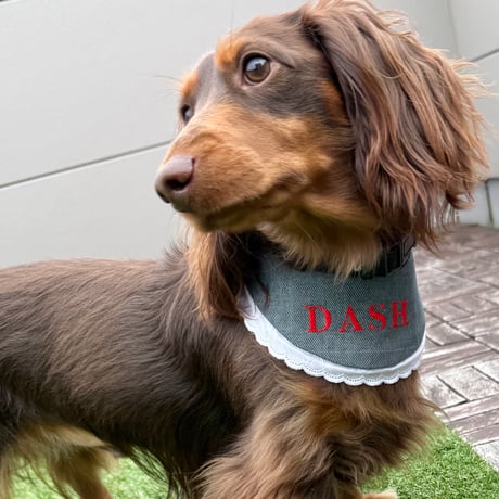 犬用スタイ | STORES