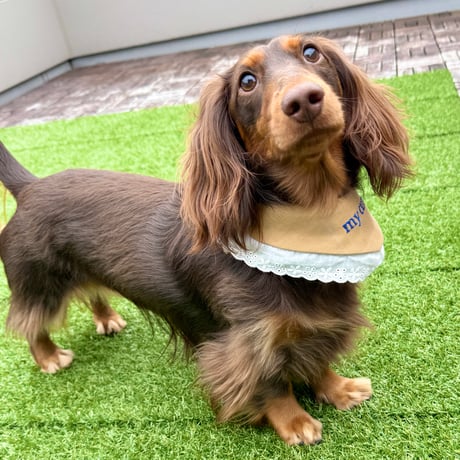 犬用スタイ | STORES