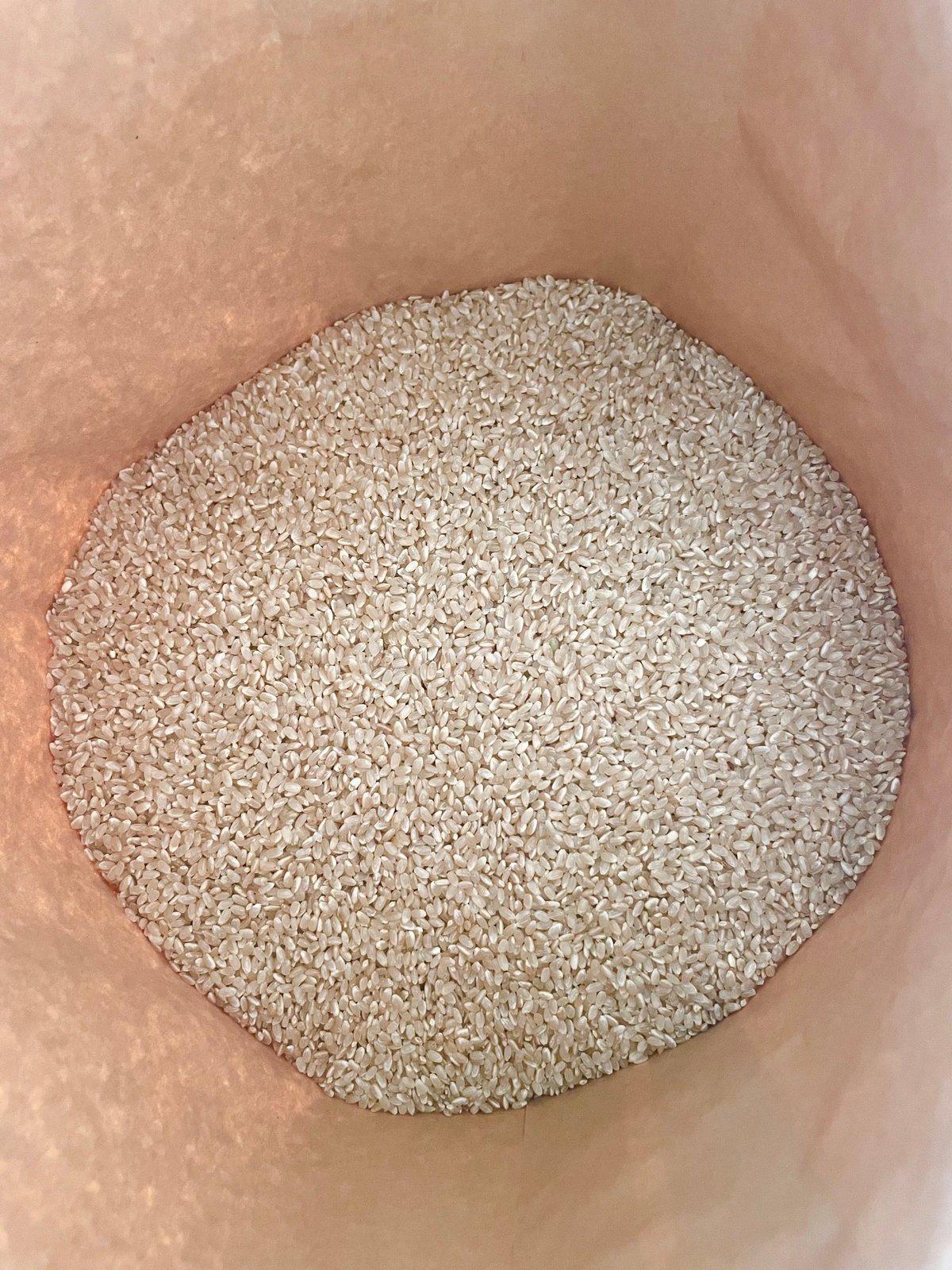 玄米　きぬむすめ　令和7年度産　静岡県　20kg 送料無料】 令和7年度 静岡県産 きぬむすめ 10kg 玄米 | すずきふぁーむ